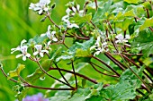 Pelargonium Tasmanian form in bloom in a garden