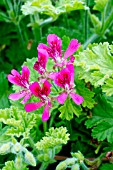 Pelargonium Concolor Lace in bloom in a garden