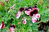 Pelargonium Blick in bloom in a garden