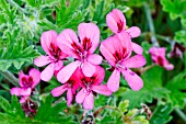 Pelargonium Rollers Satanique in bloom in a garden