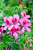 Pelargonium Rollers Satanique in bloom in a garden