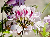 Pelargonium Capthorne in bloom in a garden