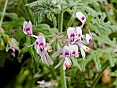 Pelargonium Pungent Peppermint in bloom in a garden