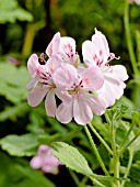 Pelargonium Sweet Mimosa in bloom in a garden