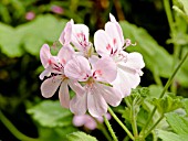 Pelargonium Sweet Mimosa in bloom in a garden