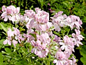 Pelargonium Sweet Mimosa in bloom in a garden