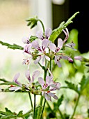 Pelargonium Joy Lucille in bloom in a garden