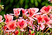 Pelargonium Aldebaron in bloom in a garden