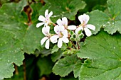 Pelargonium Tasmanian form in bloom in a garden