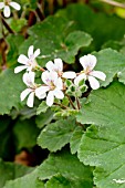 Pelargonium Tasmanian form in bloom in a garden