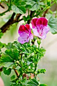 Pelargonium Tip Top Duet in bloom in a garden