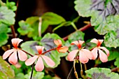 Pelargonium The Boar in bloom in a garden