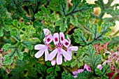 PELARGONIUM STAGHORN OAK