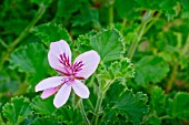 Pelargonium Prince Rupert in bloom in a garden