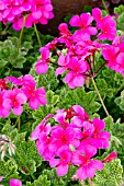 Pelargonium Le Croco in bloom in a garden