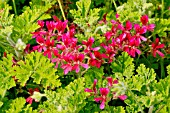 PELARGONIUM CONCOLOR LACE