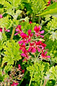 PELARGONIUM CONCOLOR LACE