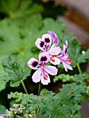 PELARGONIUM SCENTED ROYAL OAK