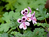 PELARGONIUM SCENTED ROYAL OAK