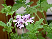 Pelargonium Roberts Lemon Rose in bloom in a garden