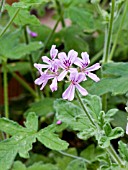 Pelargonium Roberts Lemon Rose in bloom in a garden