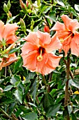 Hibiscus Orange