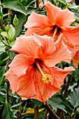 Hibiscus Orange