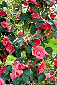 Camellia Chandlers Elegans