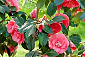 Camellia Chandlers Elegans