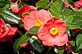 Camellia Jupiter