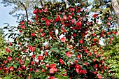 Camellia Jupiter