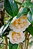 Camellia Floradora Girl