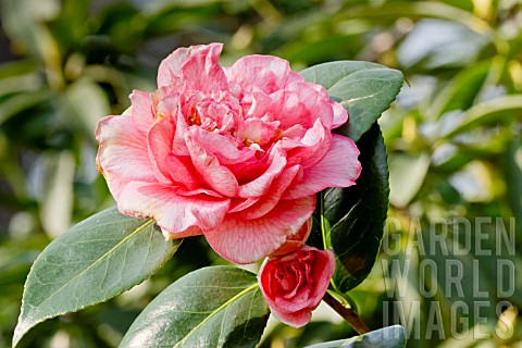 Camellia_Can_Can