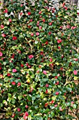 Camellia Kossuth