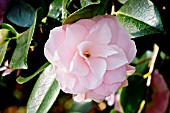 Camellia Shiwa-no-Hiki