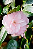 Camellia Shiwa-no-Hiki
