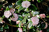 Camellia Shiwa-no-Hiki