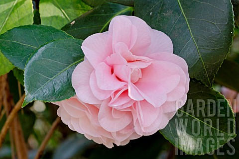 Camellia_Ave_Maria