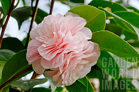 Camellia_Ave_Maria