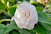 Camellia Dr Lilyan Hanchey