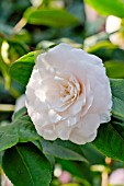 Camellia Dr Lilyan Hanchey