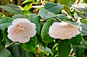 Camellia Dr Lilyan Hanchey