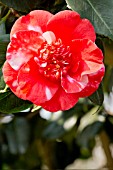 Camellia Gigantea