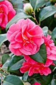 Camellia Gloire de Nantes