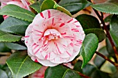 Camellia Clotilde