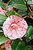 Camellia Clotilde