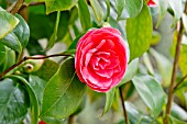 Camellia Madame Lebois