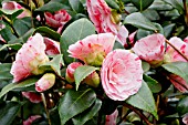 Camellia Clotilde