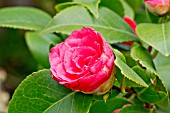 Camellia La Pace Rubra
