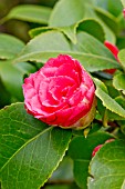 Camellia La Pace Rubra